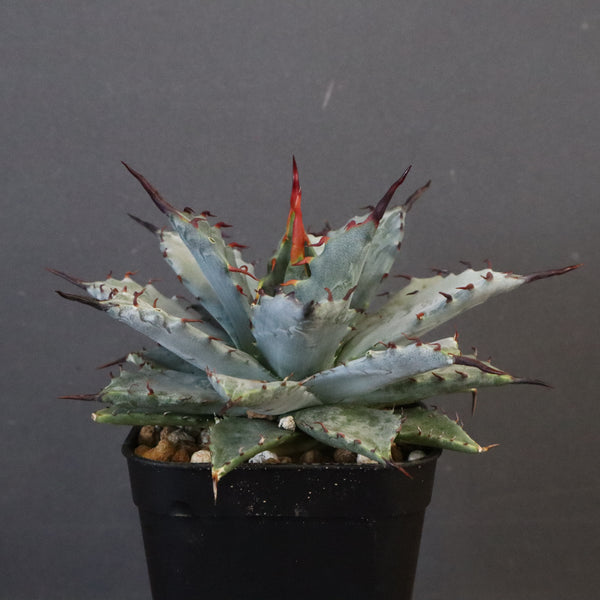 アガベ 実生　まさしさん専用 アガベ 実生 まさしさん専用