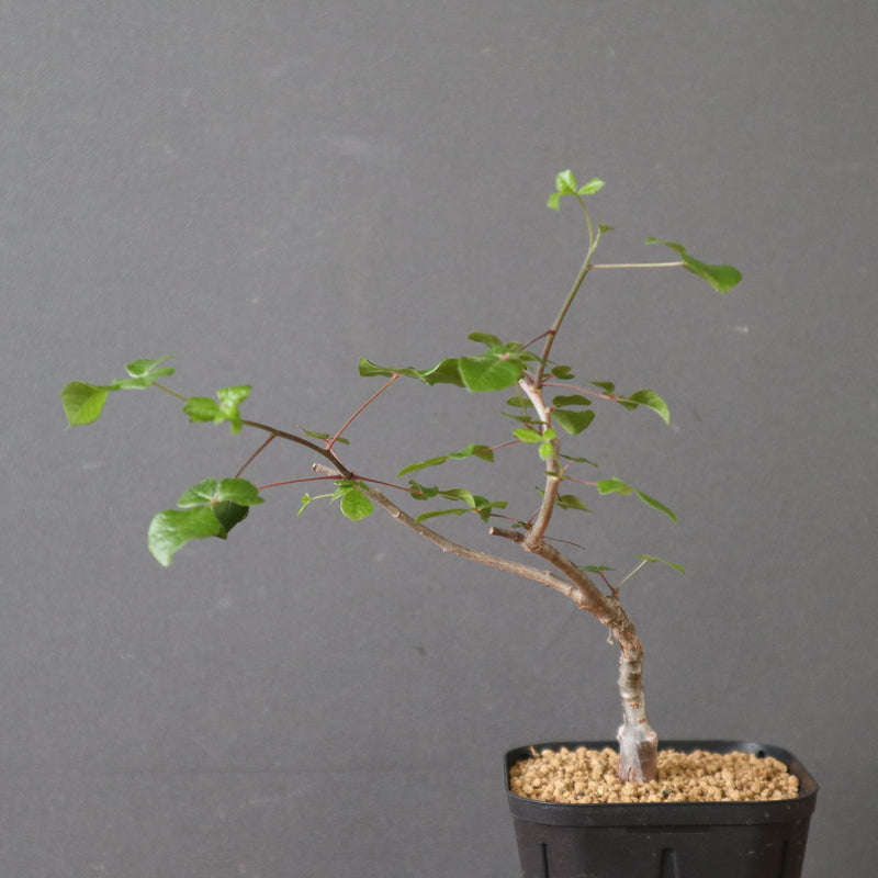 コミフォラSP（実生） EC2905 – TaiShoDo ONLINE SHOP