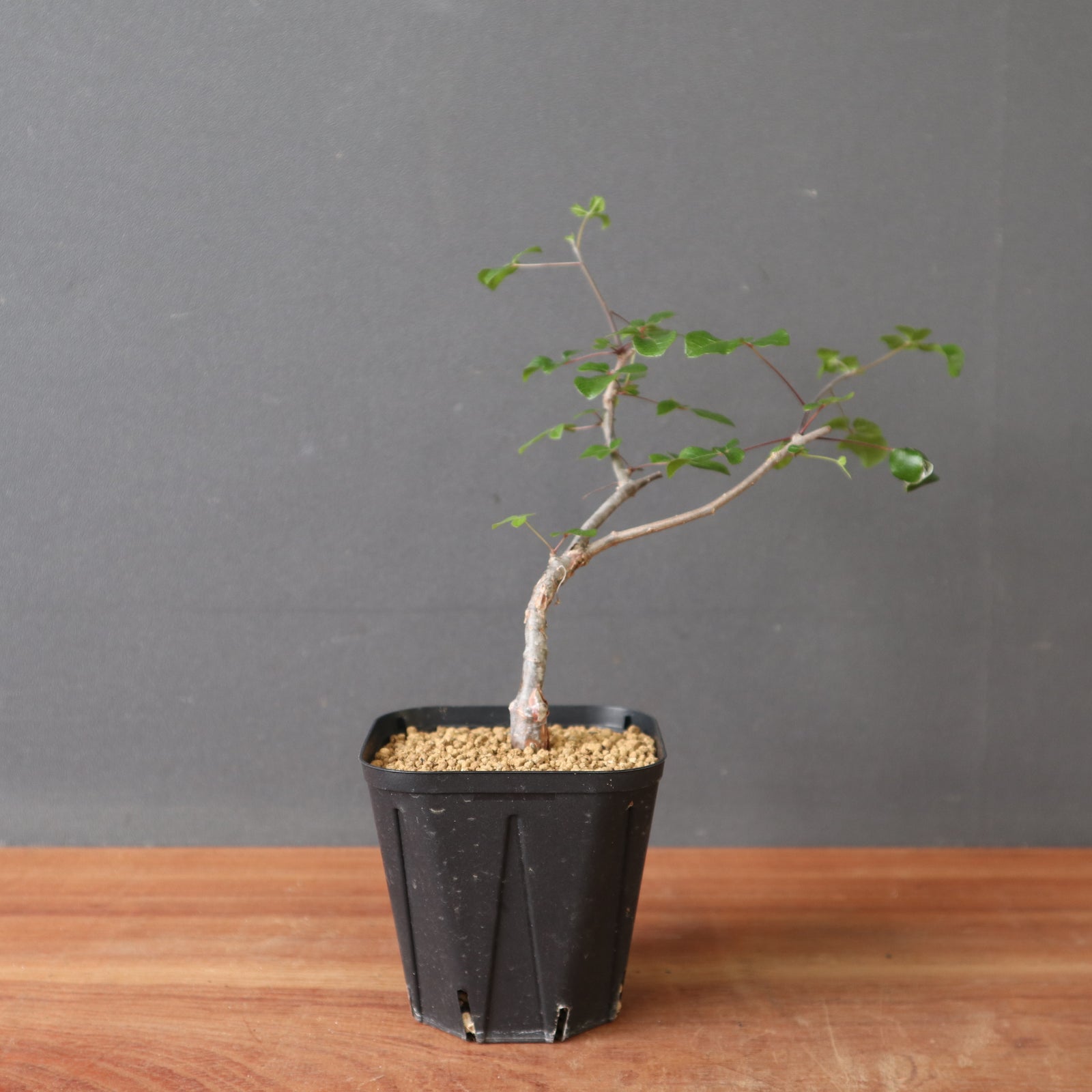 コミフォラSP（実生） EC2905 – TaiShoDo ONLINE SHOP