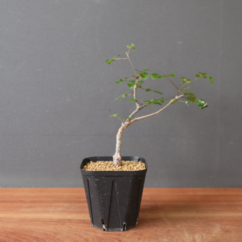 コミフォラSP（実生） EC2905 – TaiShoDo ONLINE SHOP