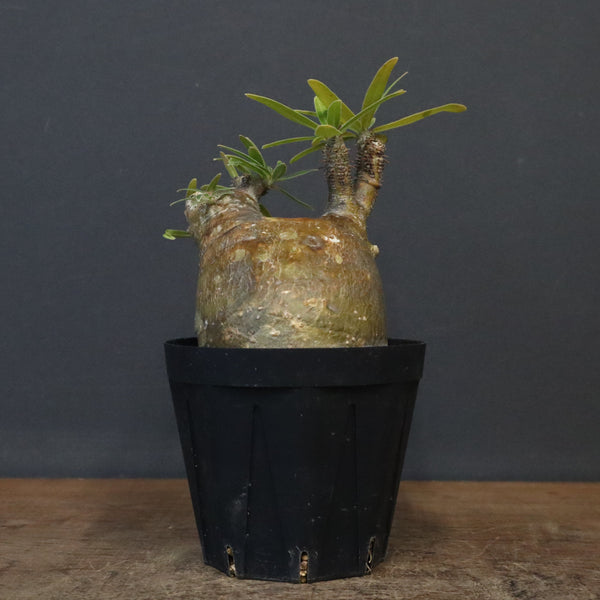 SALE対象 – 7ページ目 – TaiShoDo ONLINE SHOP