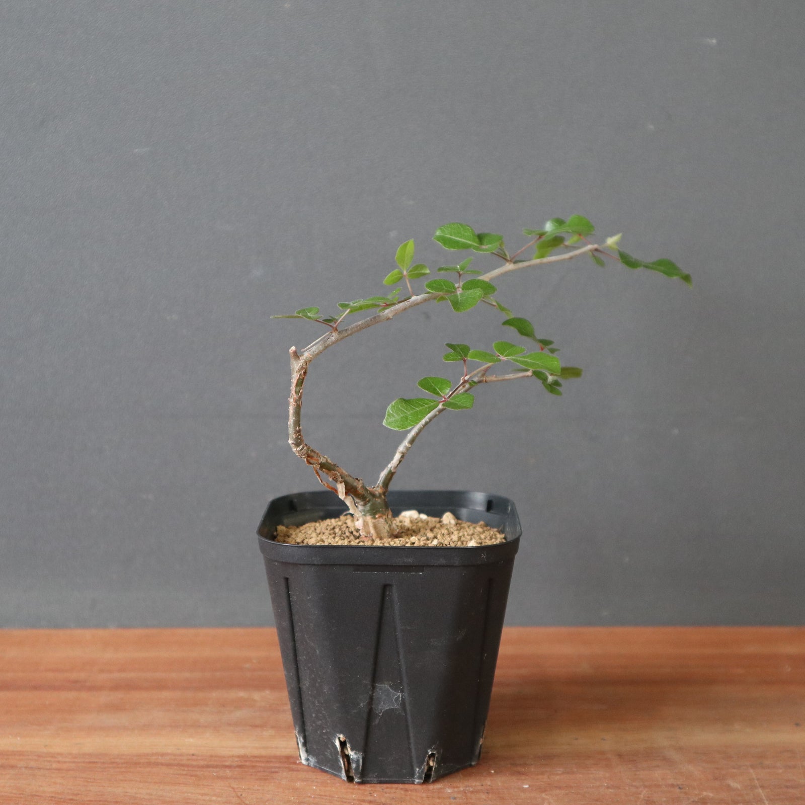 コミフォラSP（実生） EC2906 – TaiShoDo ONLINE SHOP