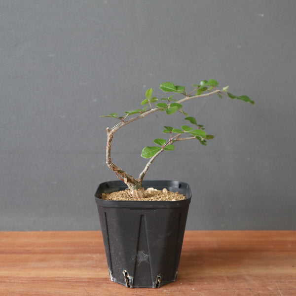コミフォラSP（実生） EC2906 – TaiShoDo ONLINE SHOP