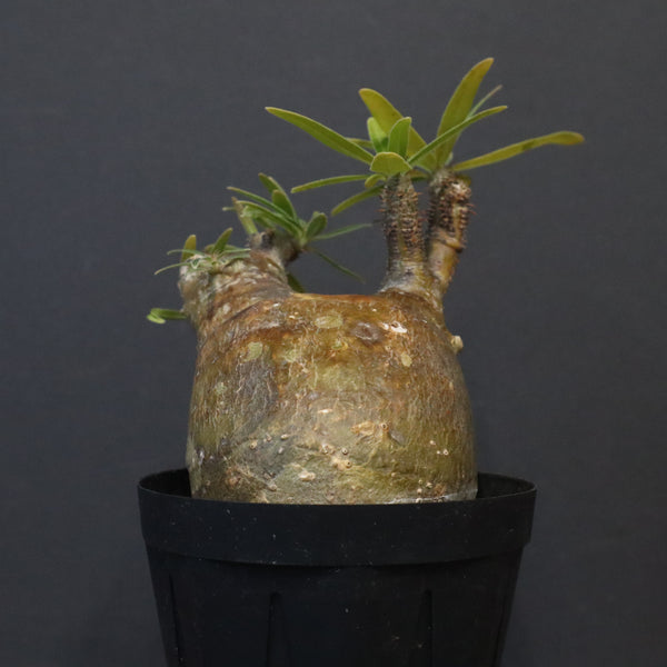 ビースト　産　子株 ビースト Royal産 子株