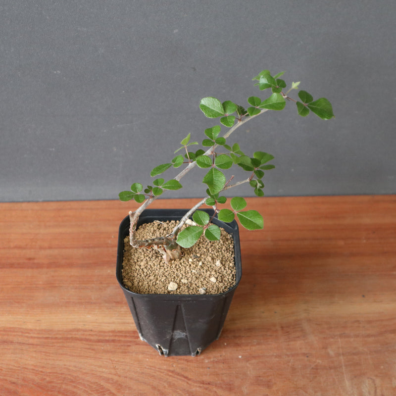 コミフォラSP（実生） EC2906 – TaiShoDo ONLINE SHOP