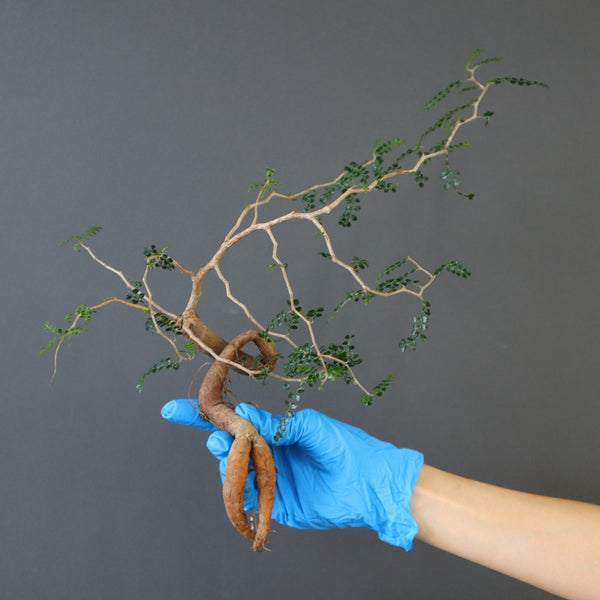 TaiShoDo ONLINE SHOP 塊根植物 多肉植物通販
