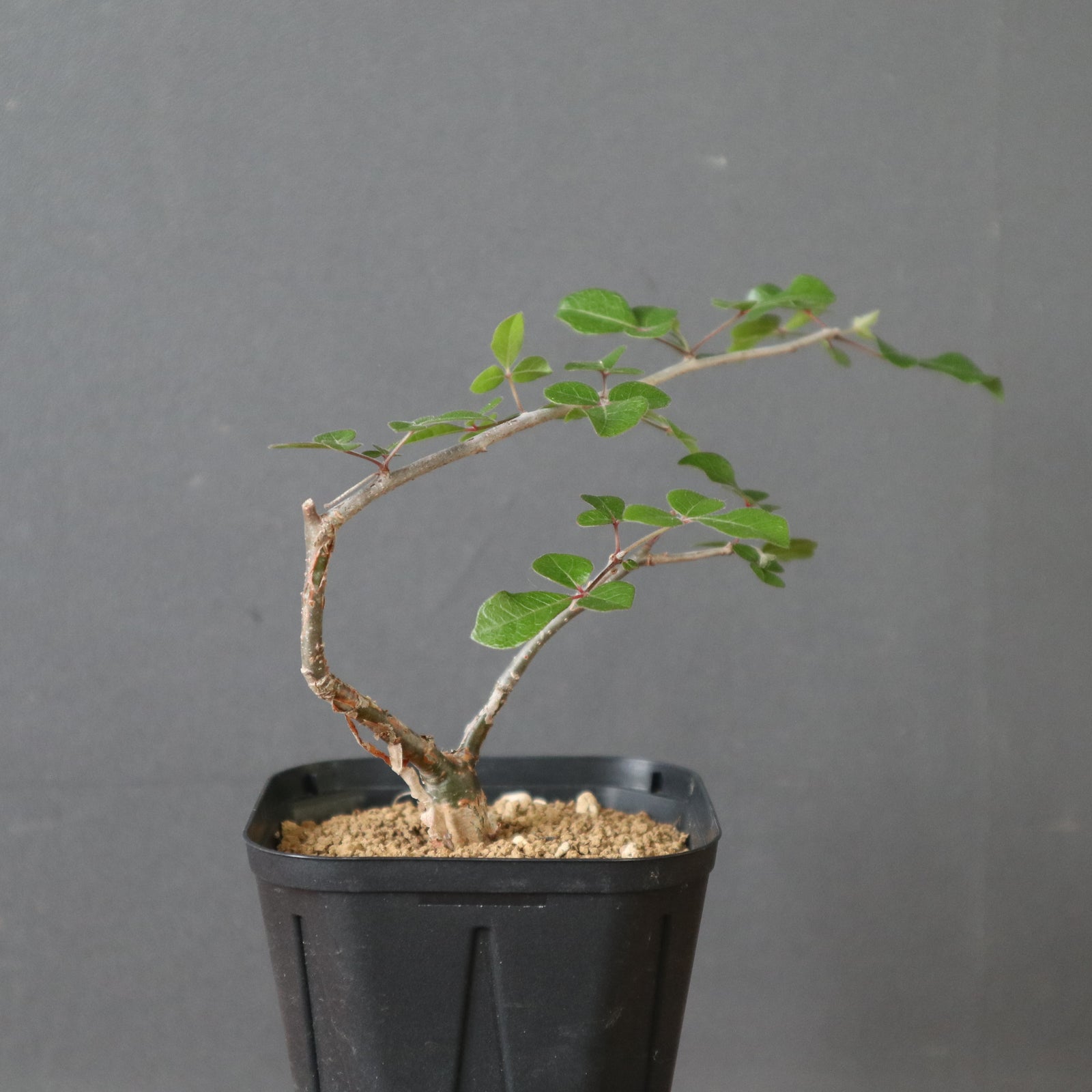 コミフォラSP（実生） EC2906 – TaiShoDo ONLINE SHOP