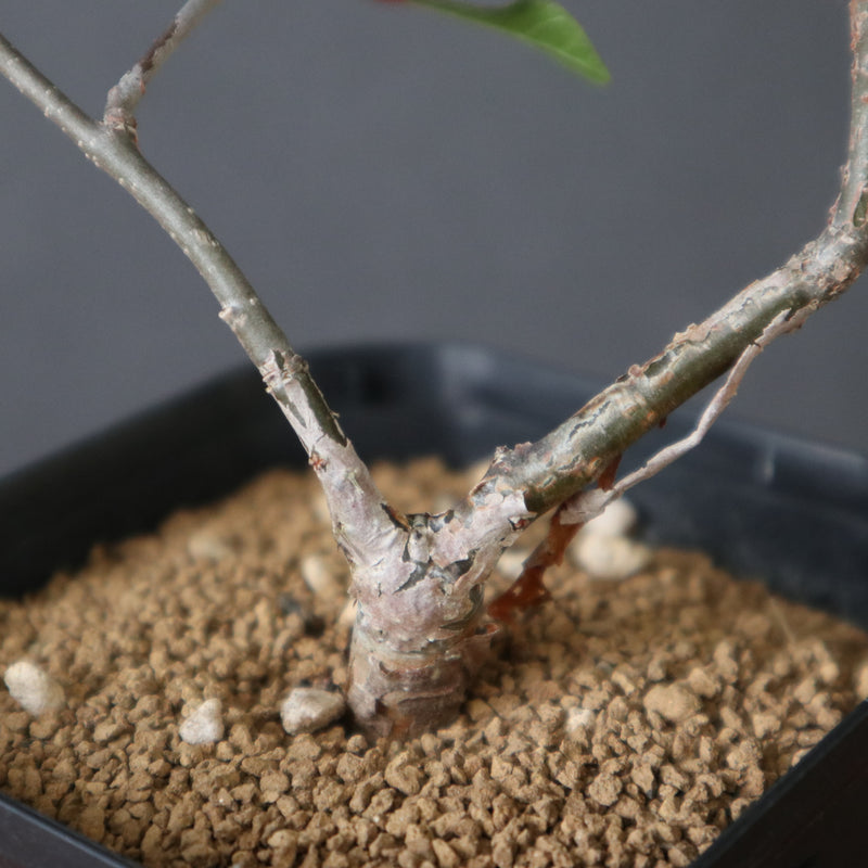 コミフォラSP（実生） EC2906 – TaiShoDo ONLINE SHOP