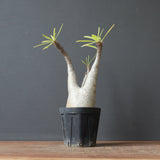 P.グラキリス 927