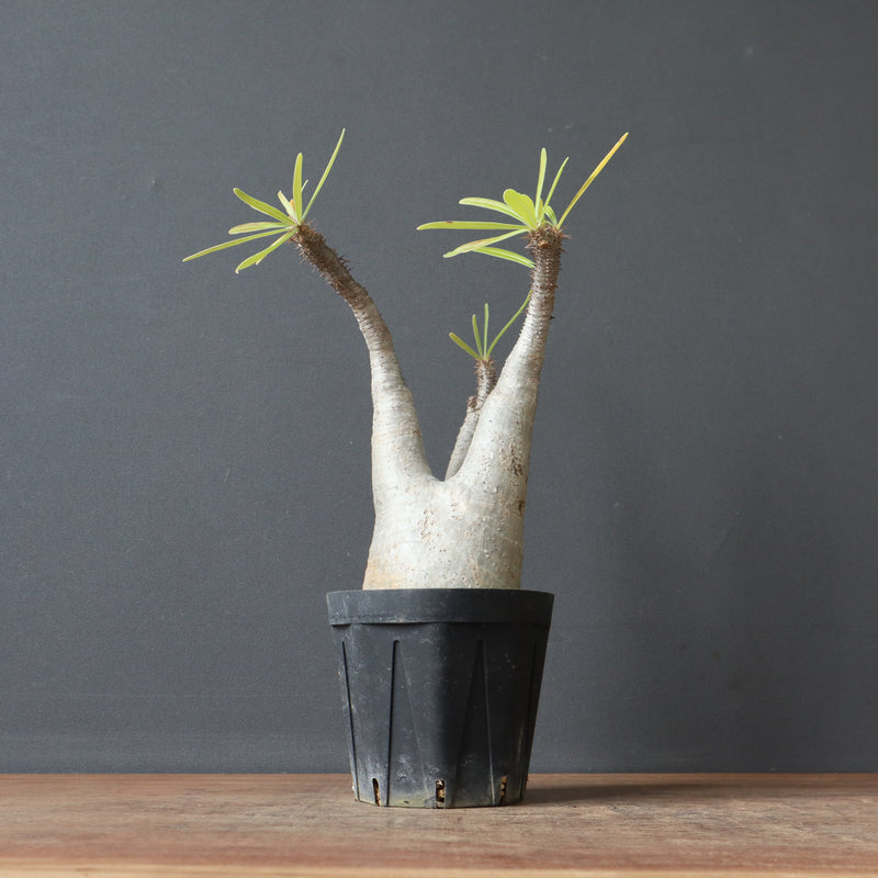 P.グラキリス 927