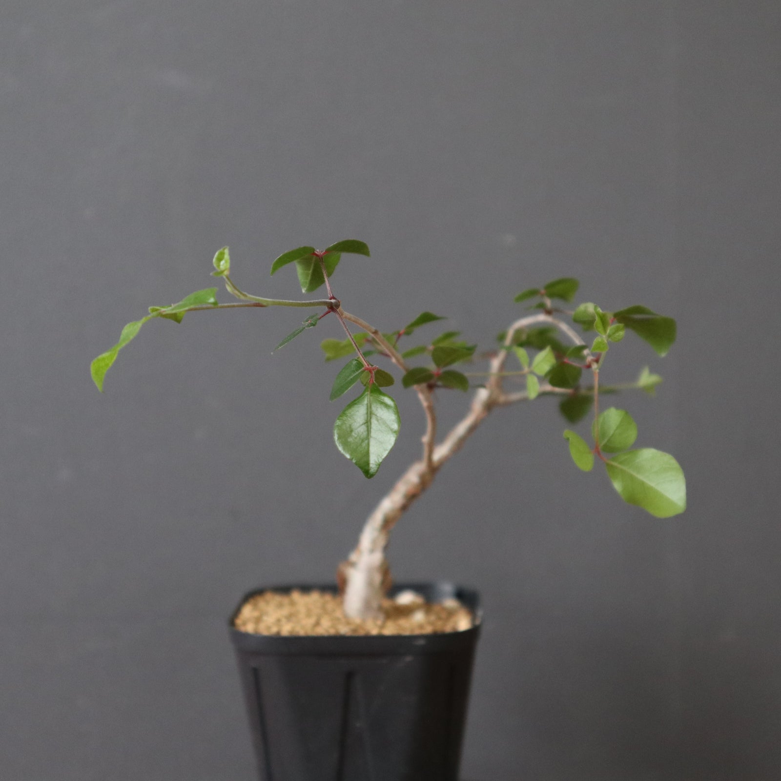 コミフォラSP（実生） EC2907 – TaiShoDo ONLINE SHOP