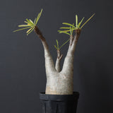 P.グラキリス 927