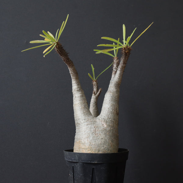 P.グラキリス 927