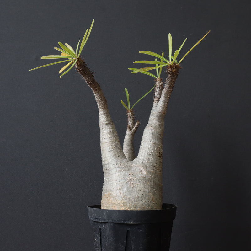 P.グラキリス 927