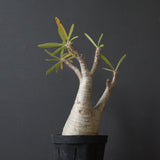 P.グラキリス 927