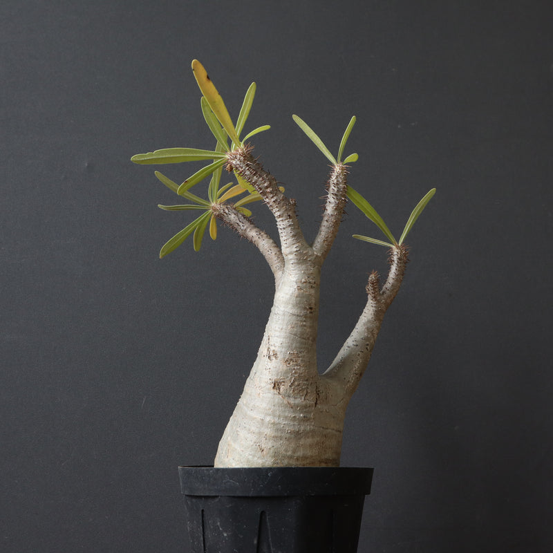 P.グラキリス 927