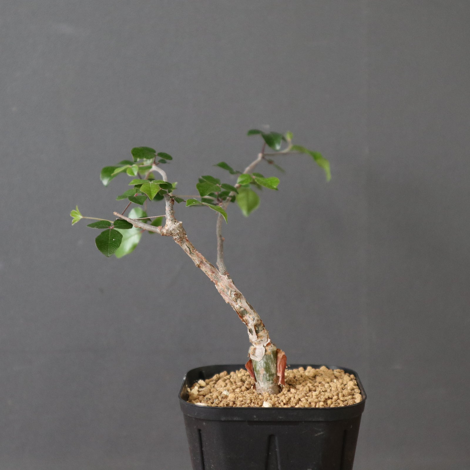 コミフォラSP（実生） EC2907 – TaiShoDo ONLINE SHOP