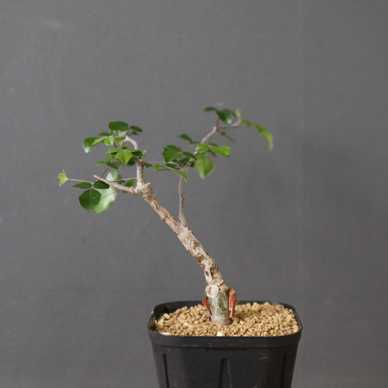 コミフォラSP（実生） EC2907 – TaiShoDo ONLINE SHOP