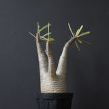 P.グラキリス 927