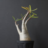 P.グラキリス 927