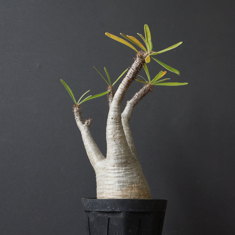 P.グラキリス 927