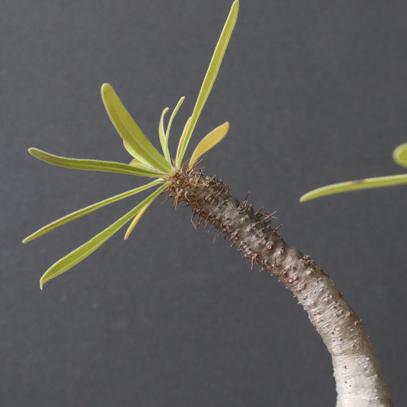 P.グラキリス 927