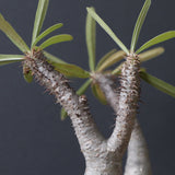 P.グラキリス 927