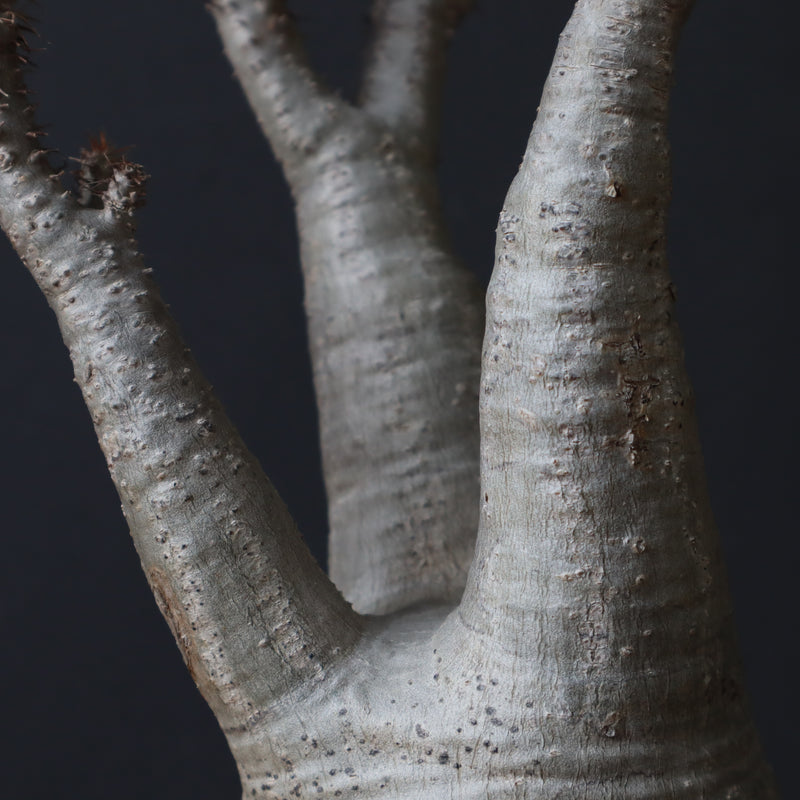 P.グラキリス 927