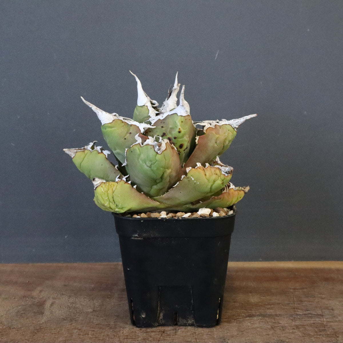 Dragon Agave – 2ページ目 – TaiShoDo ONLINE SHOP