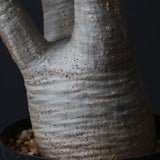 P.グラキリス 927