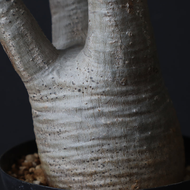 P.グラキリス 927