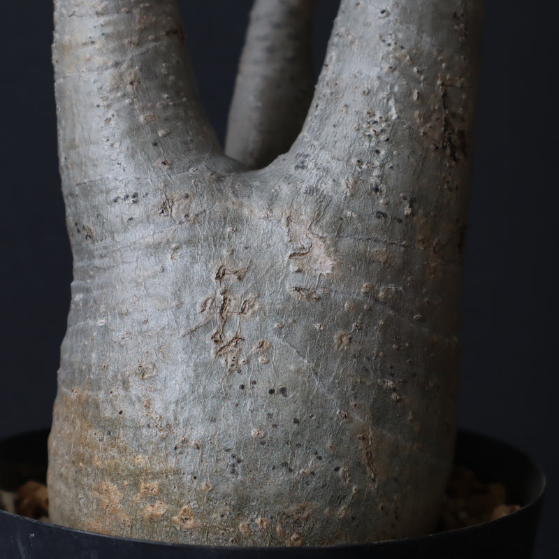 P.グラキリス 927