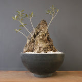 オールドオリーブ（古木）　EC2038