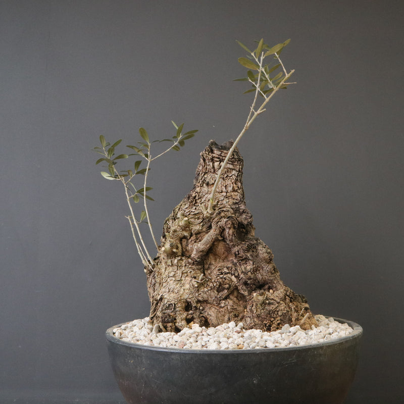 オールドオリーブ（古木） EC2038 – TaiShoDo ONLINE SHOP