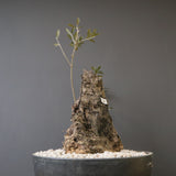 オールドオリーブ（古木）　EC2038