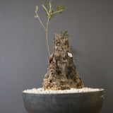 オールドオリーブ（古木）　EC2038