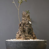 オールドオリーブ（古木）　EC2038