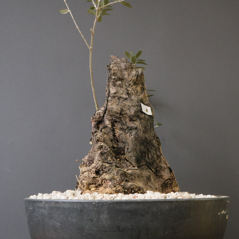 オールドオリーブ（古木） EC2038 – TaiShoDo ONLINE SHOP
