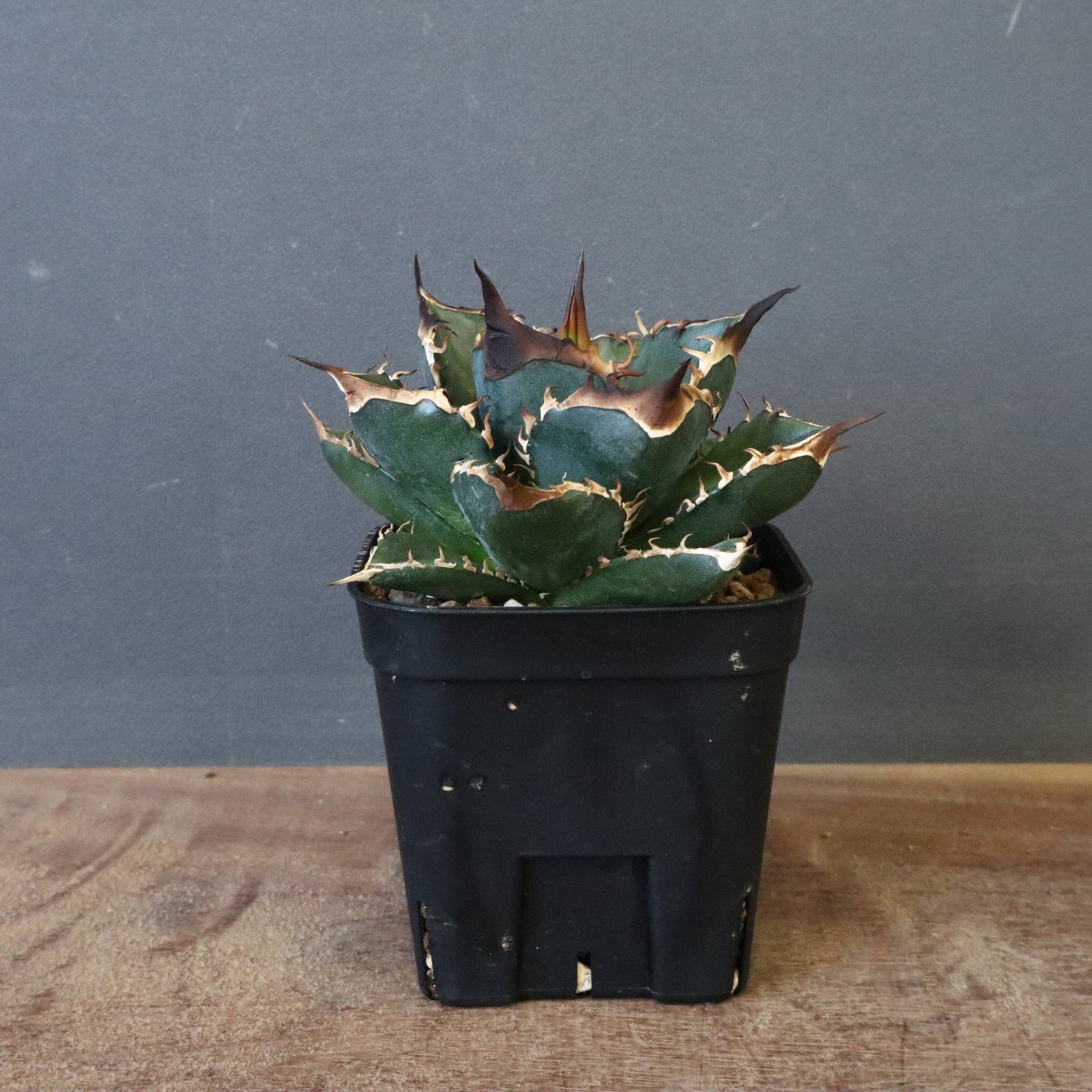 DRAGON AGAVE】アガベ 精品 緑犀牛 EC1317 – TaiShoDo ONLINE SHOP