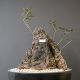 オールドオリーブ（古木）　EC2038