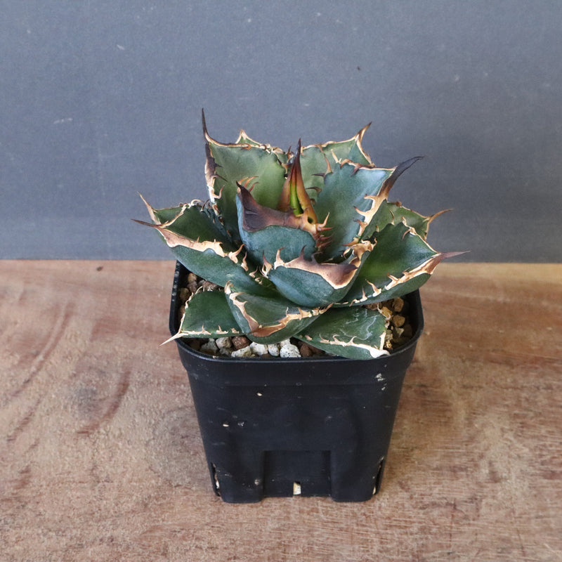 DRAGON AGAVE】アガベ 精品 緑犀牛 EC1317 – TaiShoDo ONLINE SHOP