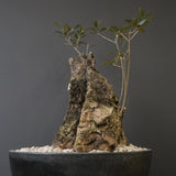 オールドオリーブ（古木）　EC2038