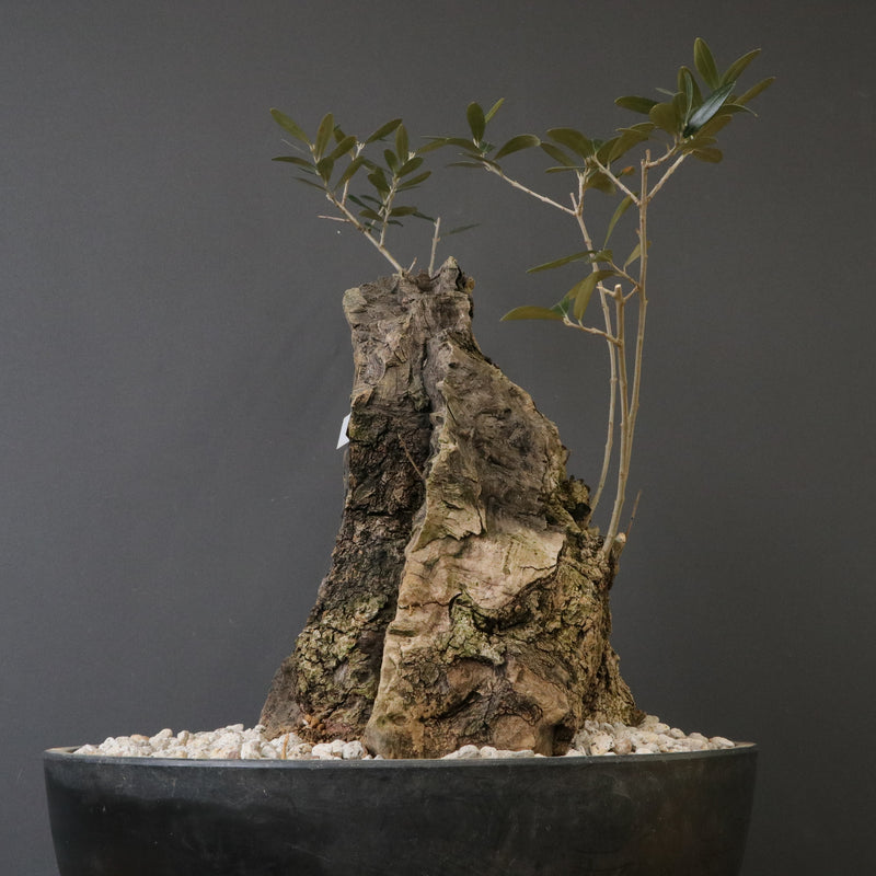 オールドオリーブ（古木） EC2038 – TaiShoDo ONLINE SHOP