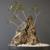 オールドオリーブ（古木）　EC2038