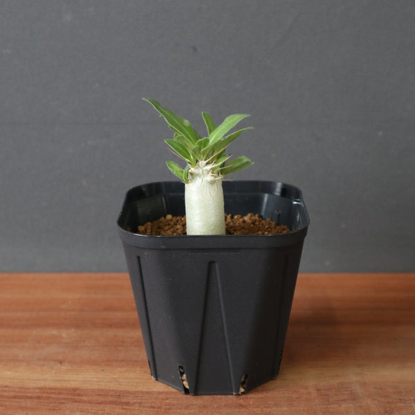 P.サンデルシー（実生）EC2910 – TaiShoDo ONLINE SHOP