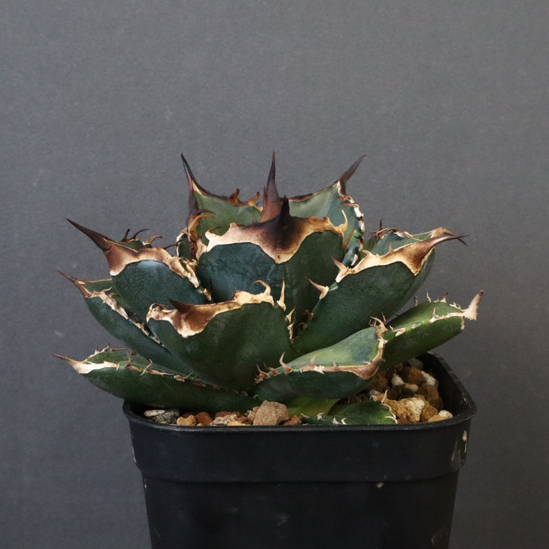DRAGON AGAVE】アガベ 精品 緑犀牛 EC1317 – TaiShoDo ONLINE SHOP