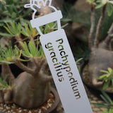 プランツタグ（ビッグサイズ）