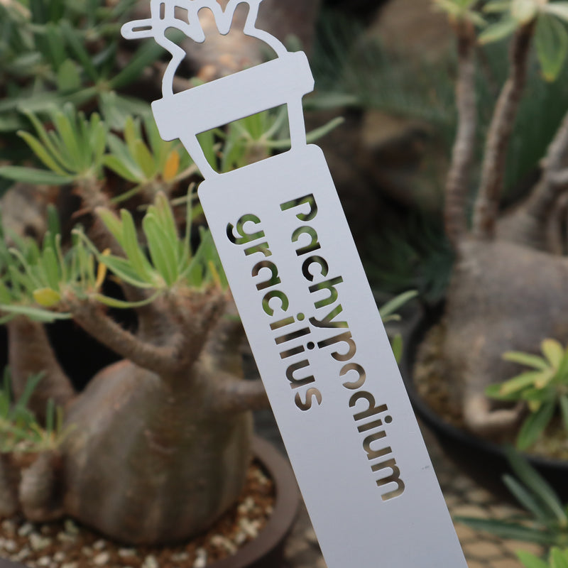 プランツタグ（ビッグサイズ）