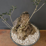 オールドオリーブ（古木）　EC2038