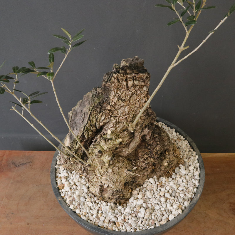オールドオリーブ（古木） EC2038 – TaiShoDo ONLINE SHOP